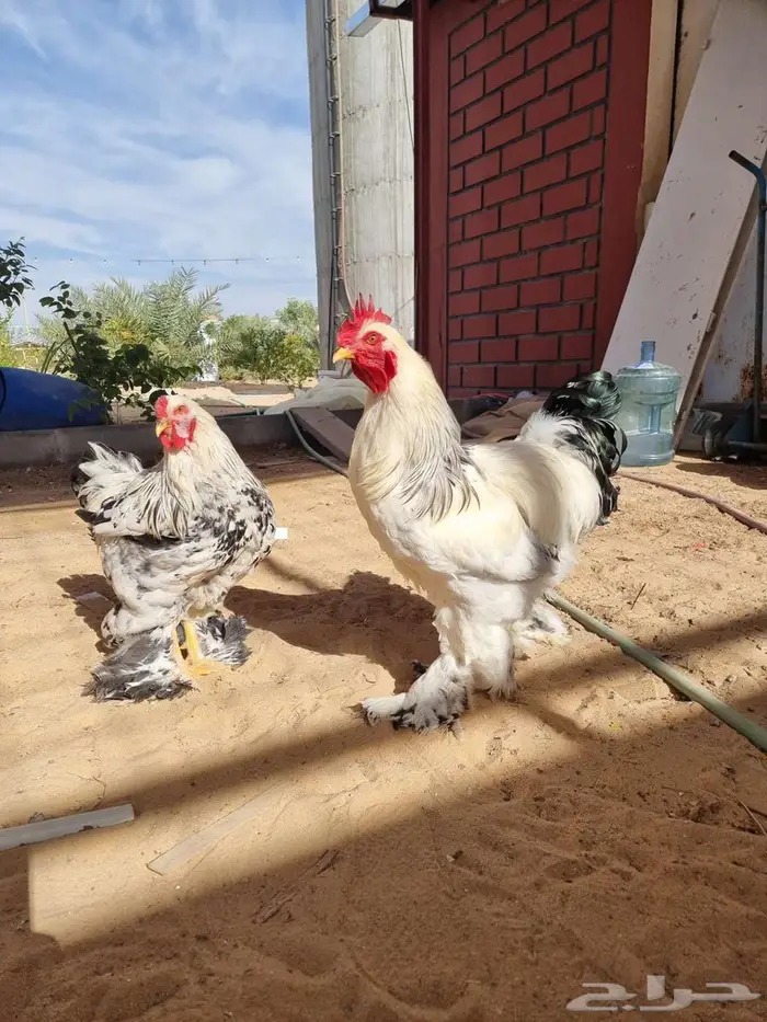 دجاج وديكة براهما كولومبي 3