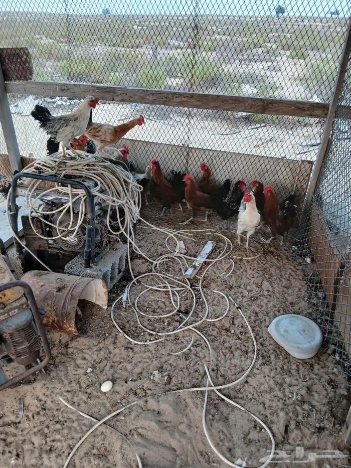 ديوووك  بلدي 0