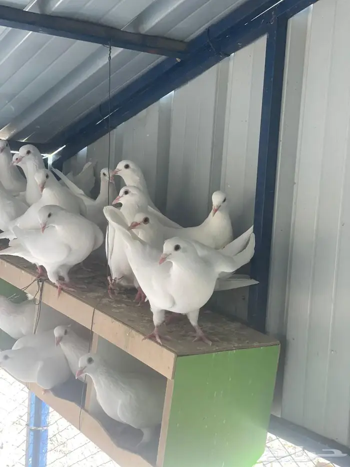 تم البيع الله يبارك لرعيه 3