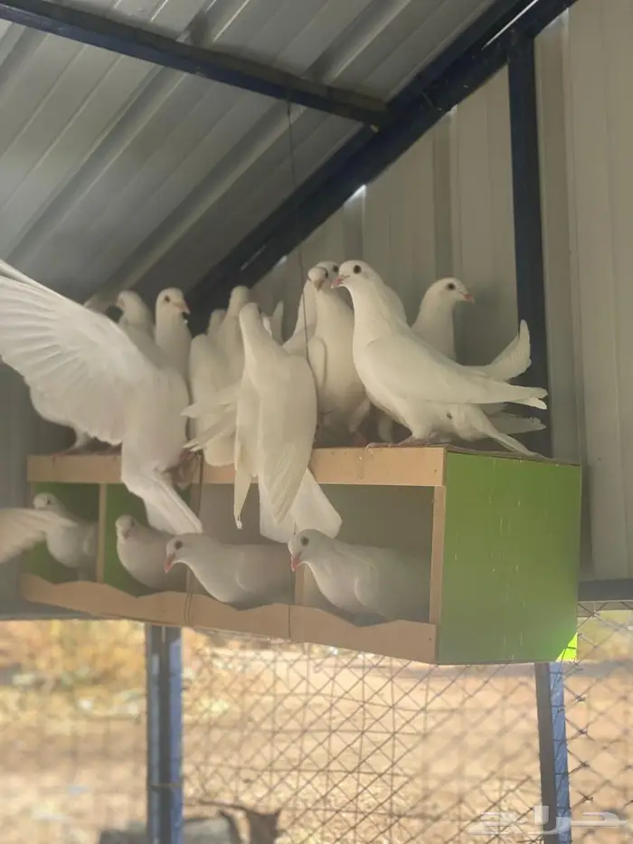 تم البيع الله يبارك لرعيه 0