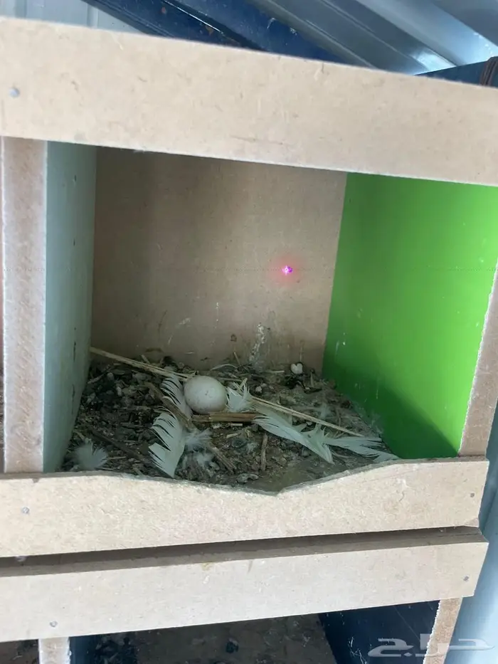 تم البيع الله يبارك لرعيه 8