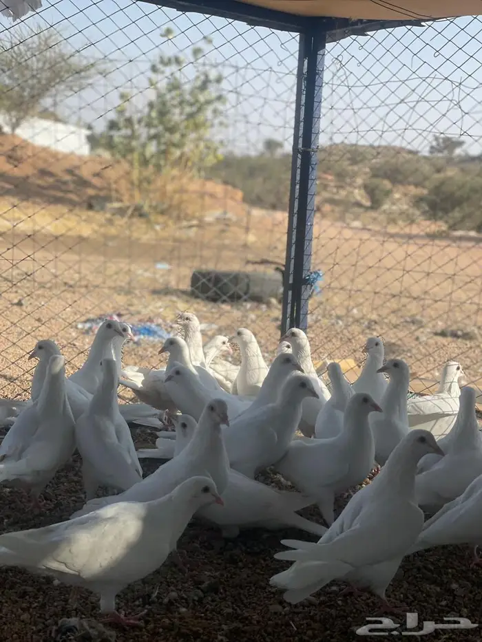 تم البيع الله يبارك لرعيه 4