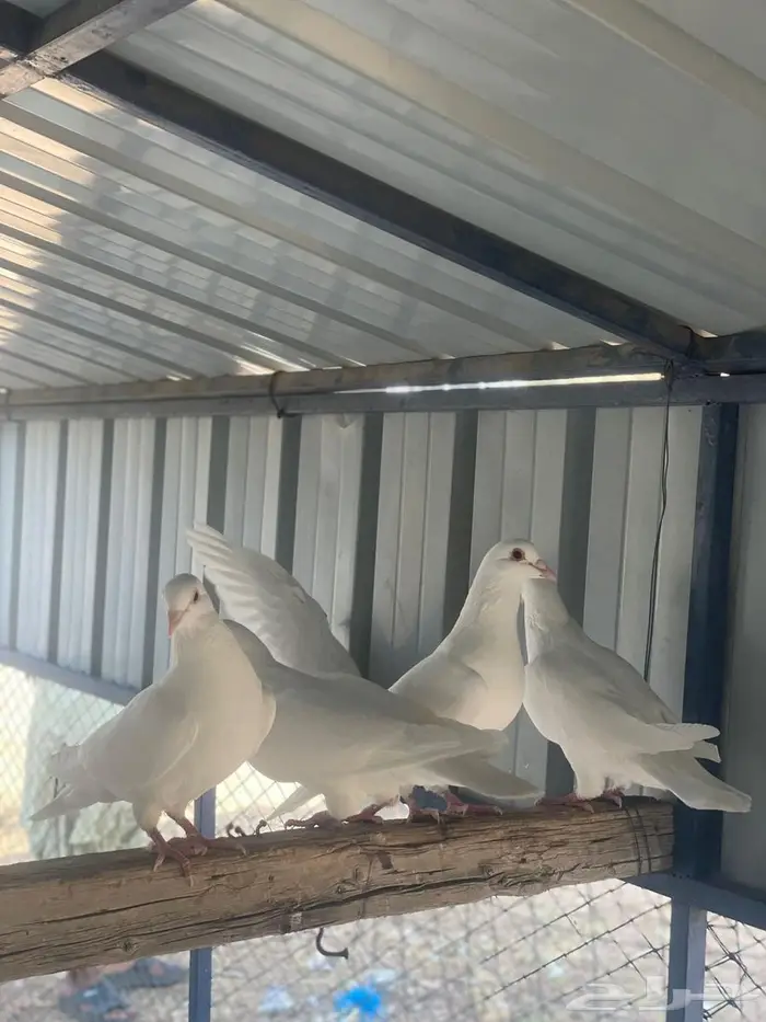 تم البيع الله يبارك لرعيه 7