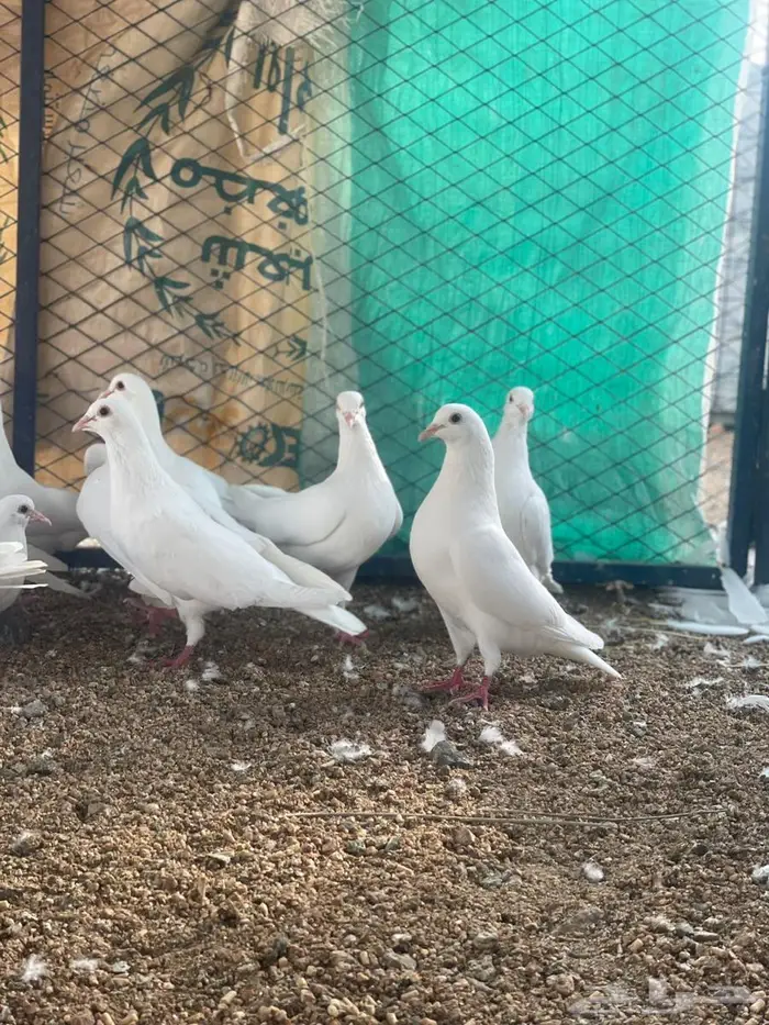 تم البيع الله يبارك لرعيه 5