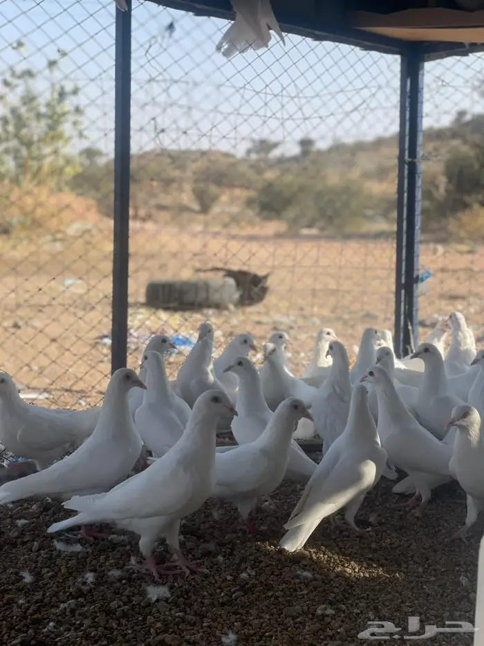 تم البيع الله يبارك لرعيه 2