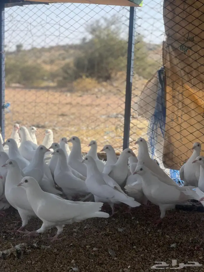 تم البيع الله يبارك لرعيه 1