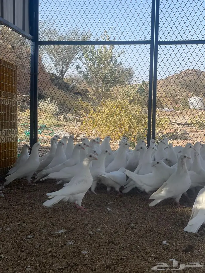 تم البيع الله يبارك لرعيه 6