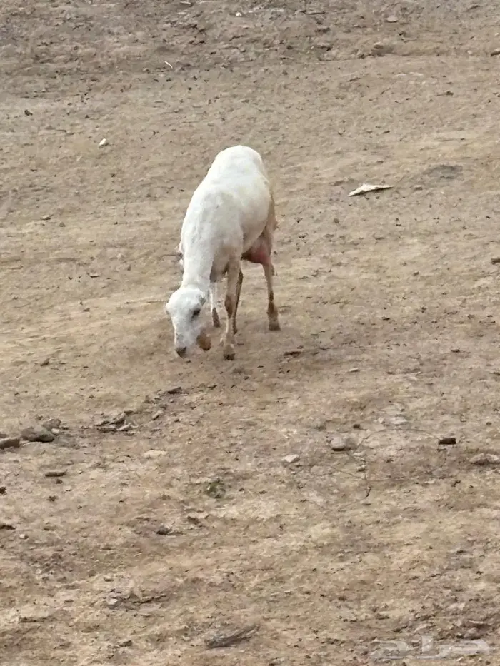 نعجه منتوج 0