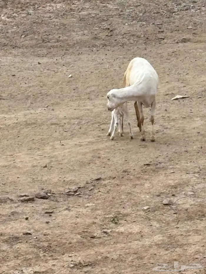 نعجه منتوج 1