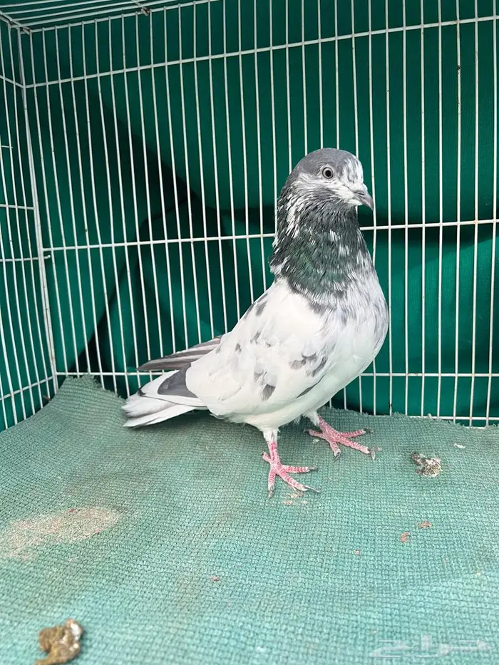 حمام باكستاني 0