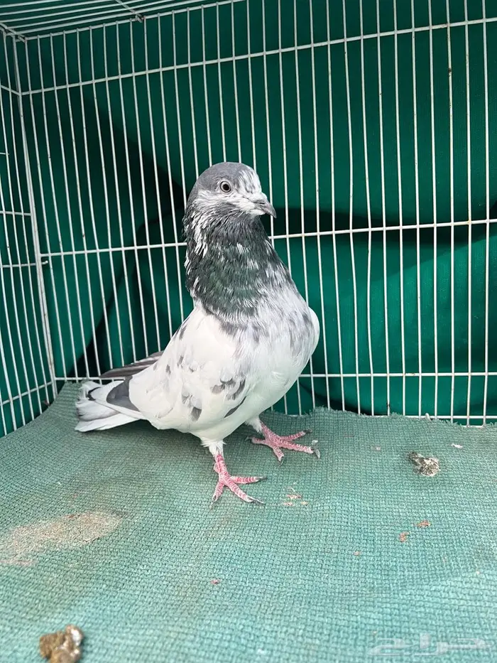 حمام باكستاني 1