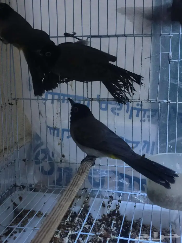 بلابل سوري بلبل الرياض السلي 0