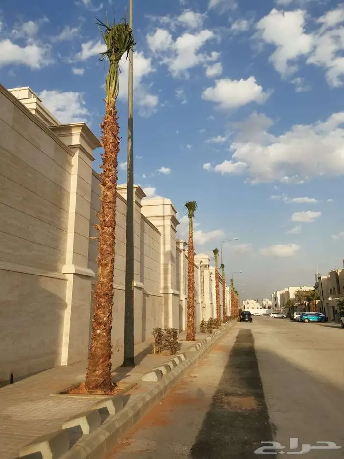 نخل واشنطني نخل ملوكي 2