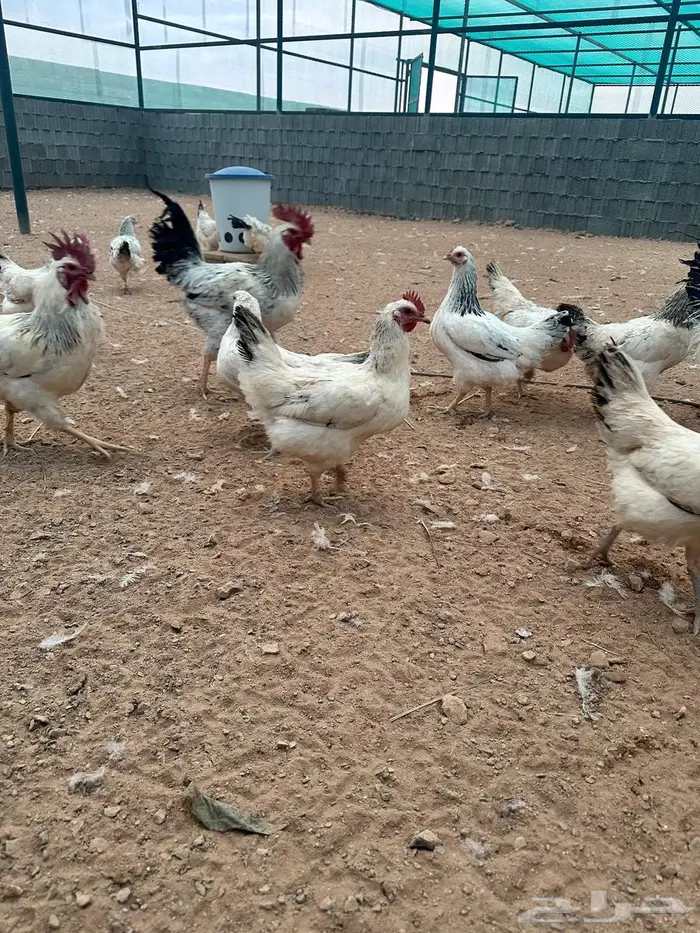 للبيع بيض دجاج كولمبي فرنسي 0