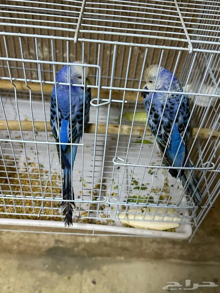 طيور حب للبيع إنجليزي واستراليا 2