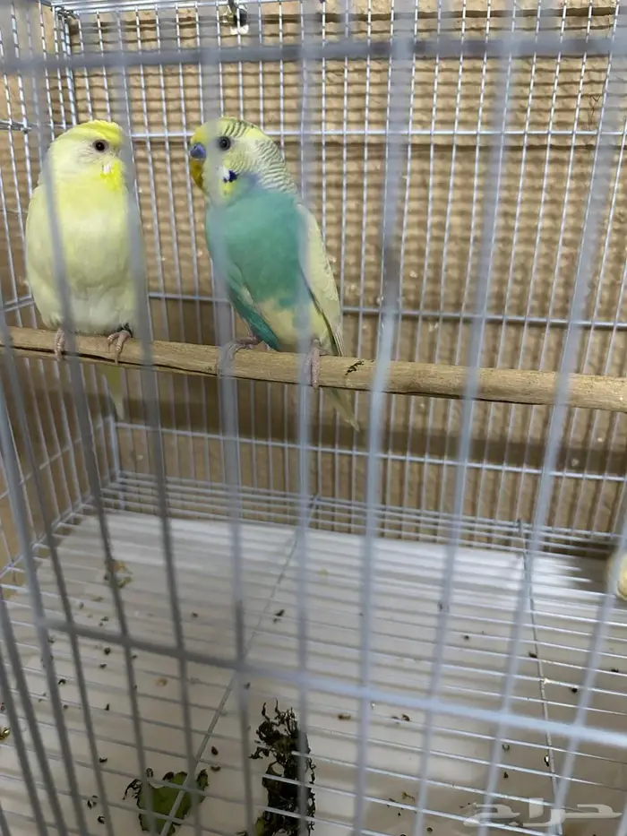 طيور حب للبيع إنجليزي واستراليا 4