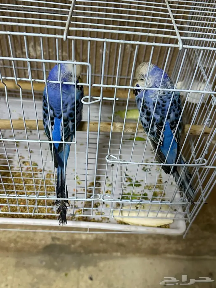 طيور حب للبيع إنجليزي واستراليا 1