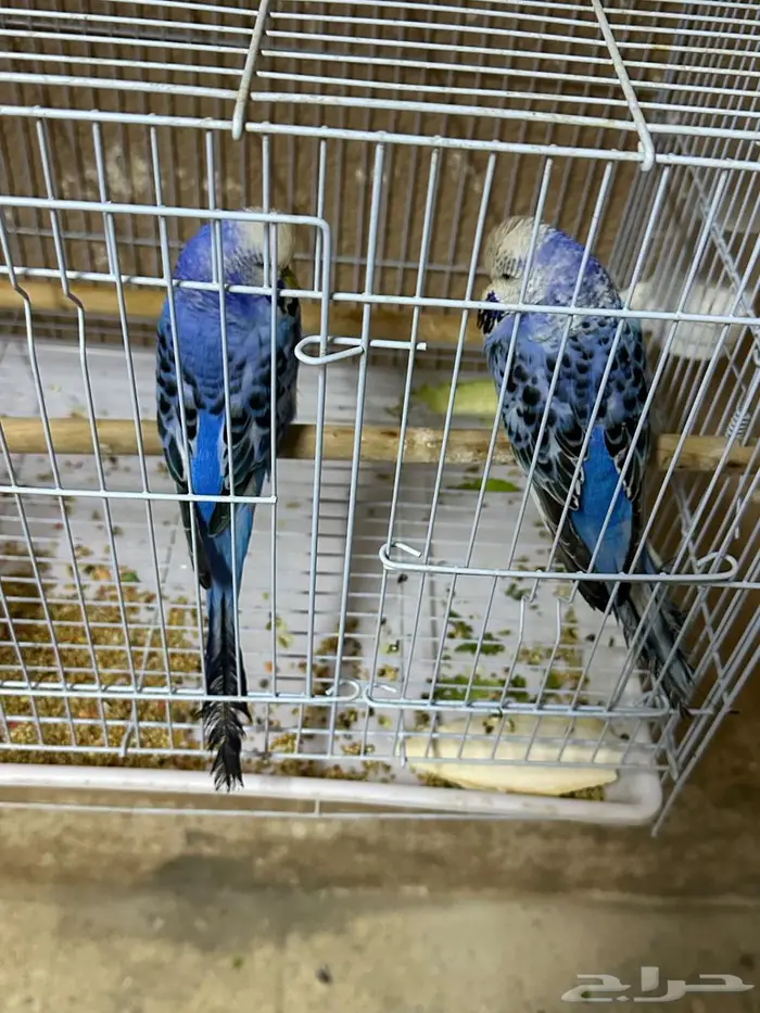 طيور حب للبيع إنجليزي واستراليا 3