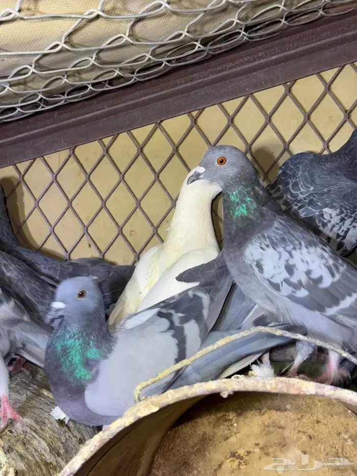 حمام بري حق قلبان تو مطروح 5