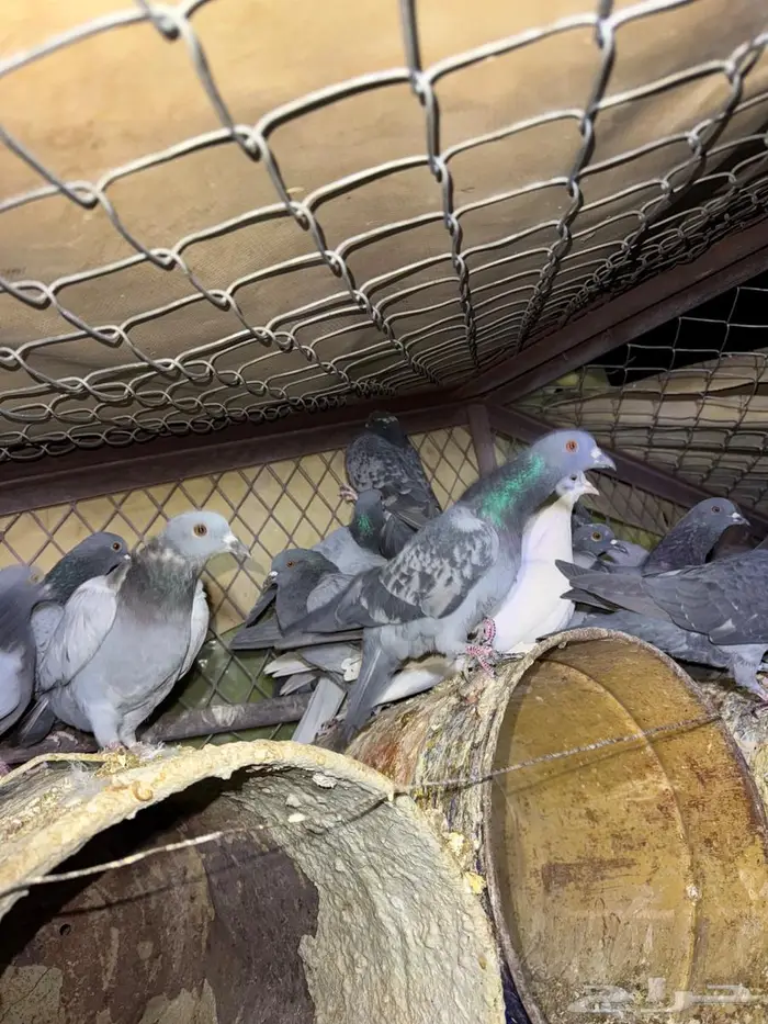 حمام بري حق قلبان تو مطروح 1