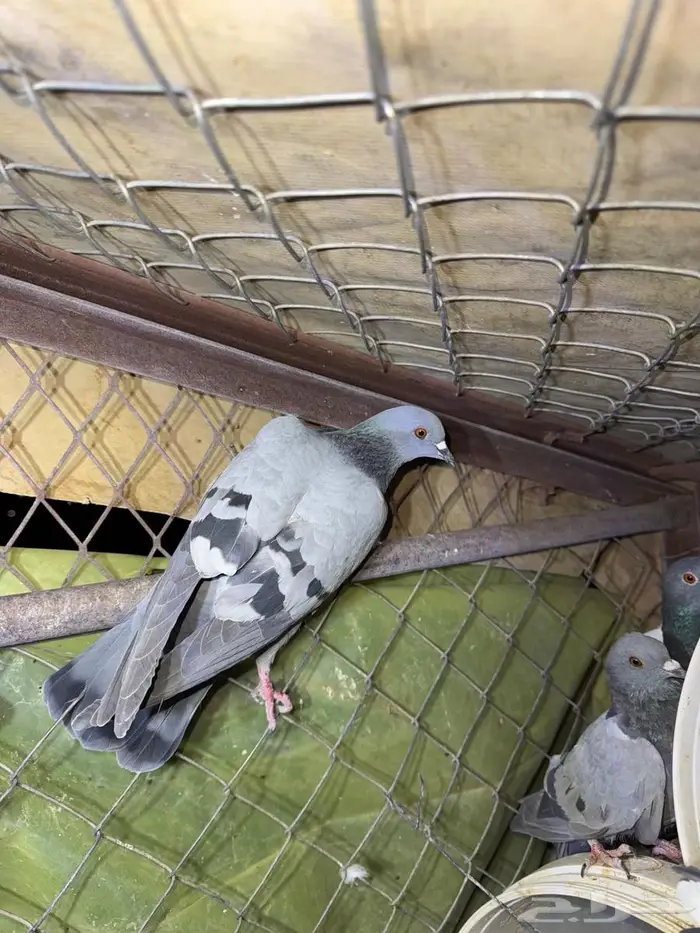 حمام بري حق قلبان تو مطروح 4