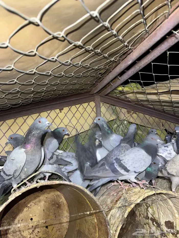 حمام بري حق قلبان تو مطروح 0