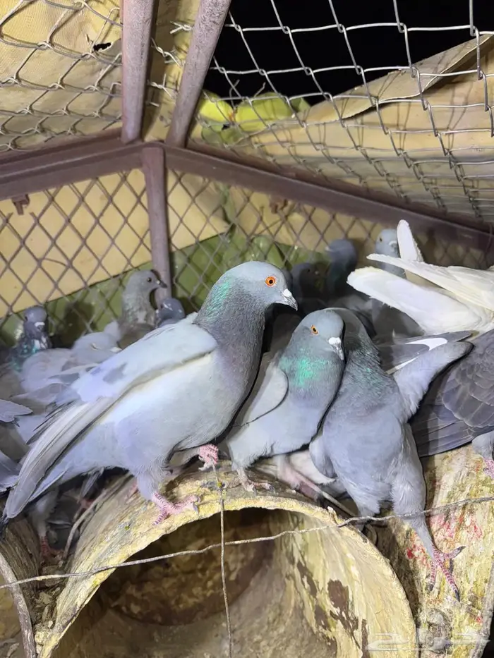 حمام بري حق قلبان تو مطروح 2