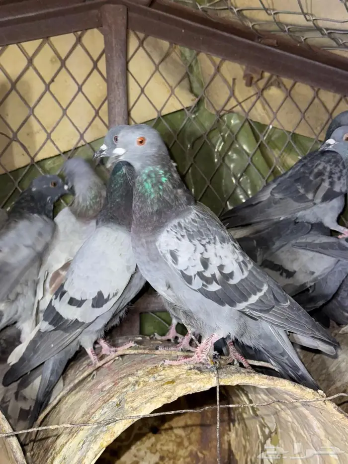 حمام بري حق قلبان تو مطروح 3