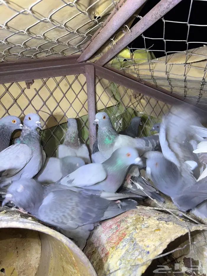 حمام بري حق قلبان تو مطروح 6