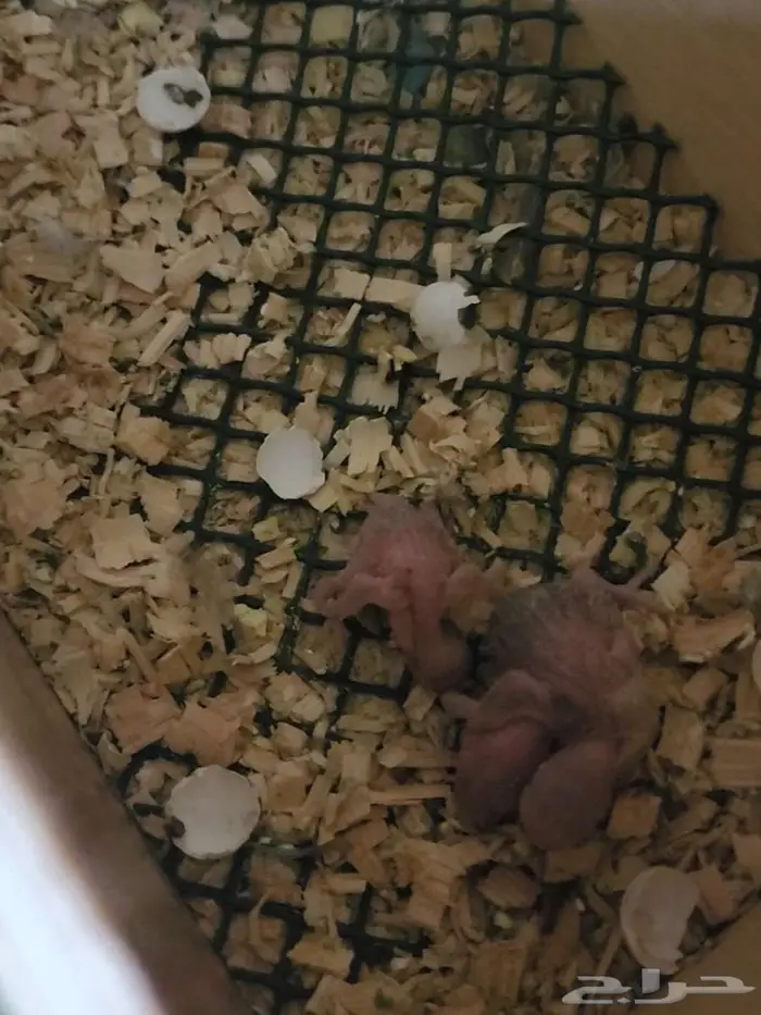 (تم البيع)زوج باجي بلاك فيس بفروخه 3