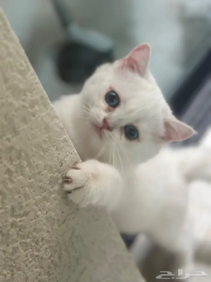 ذكر عيون زرقاء للبيع عمره سنه ونص 2