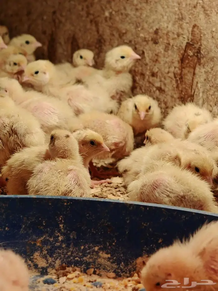 صوص سمان تكساس اللاحم 0