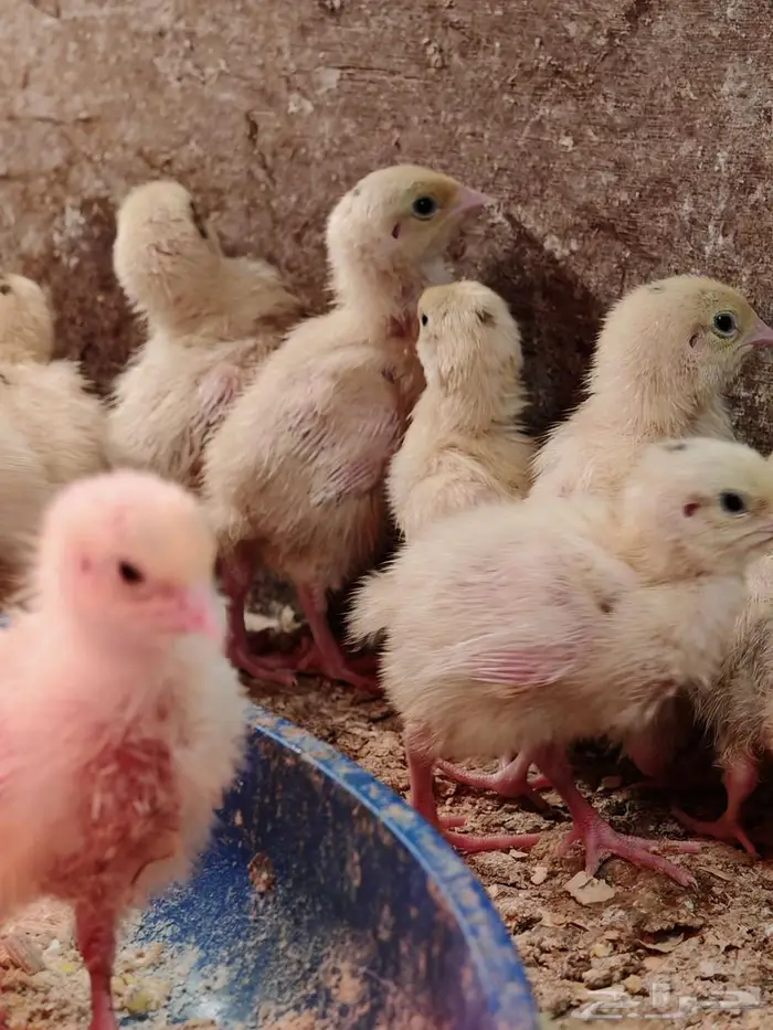 صوص سمان تكساس اللاحم 3