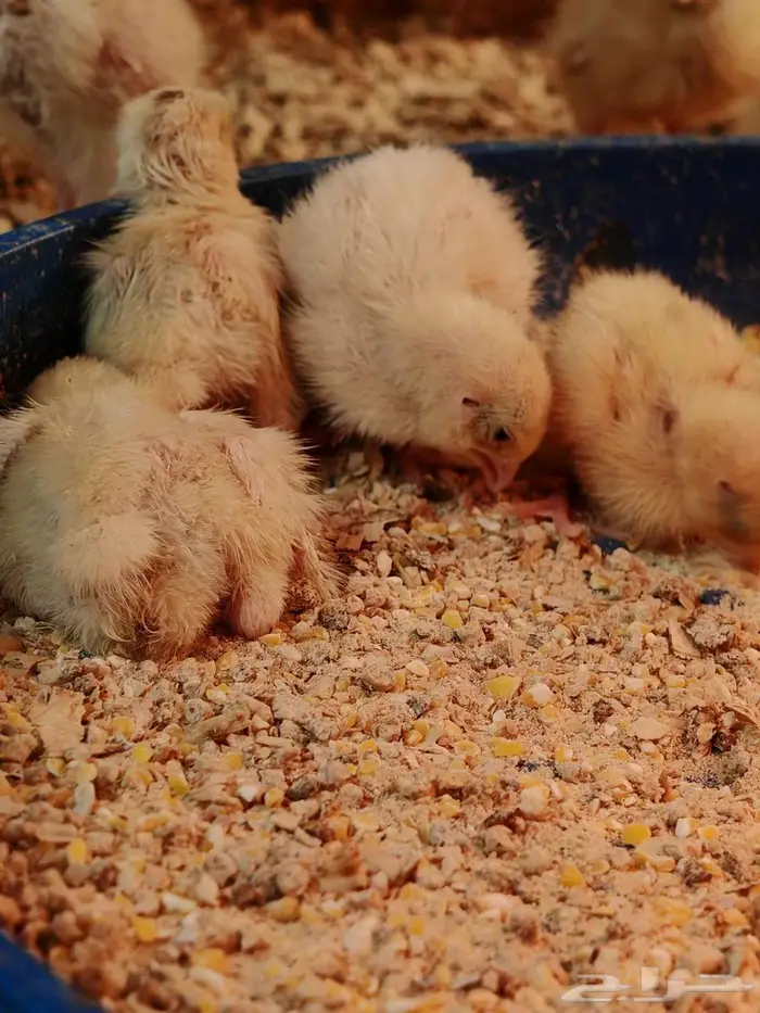 صوص سمان تكساس اللاحم 2