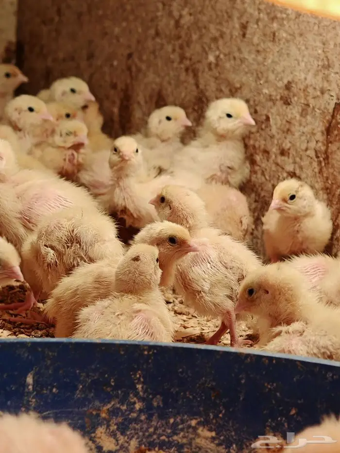 صوص سمان تكساس اللاحم 1