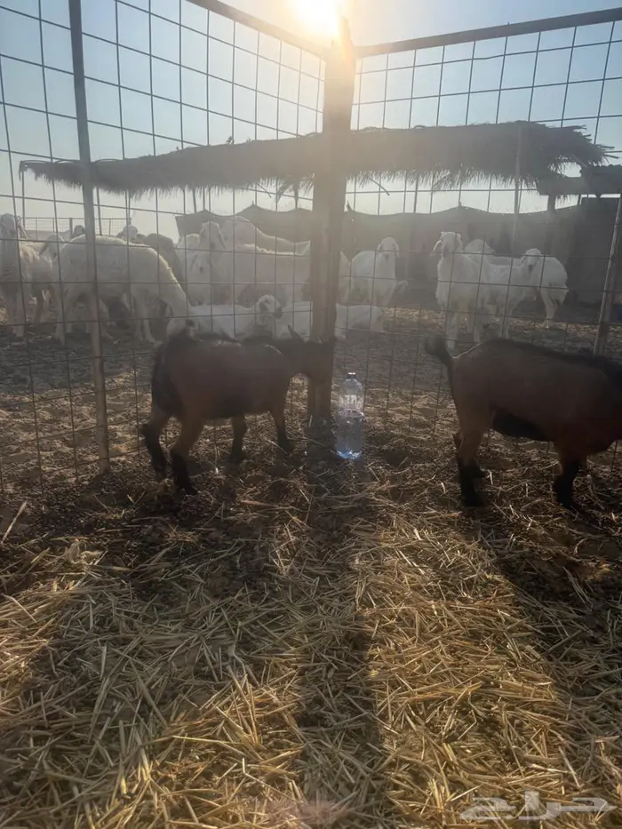 جذعات معزا قزم دمها صافي 0