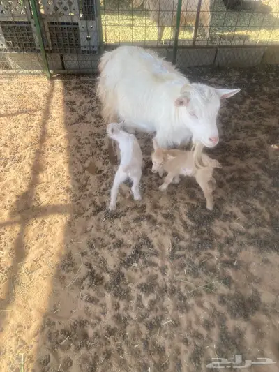 عنز قزميه طيب index