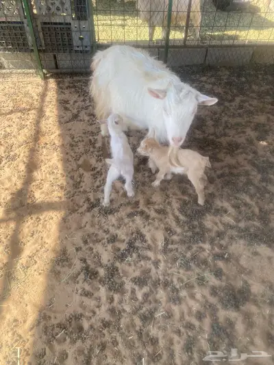 عنز قزميه طيب index