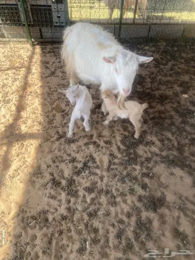 عنز قزميه طيب index