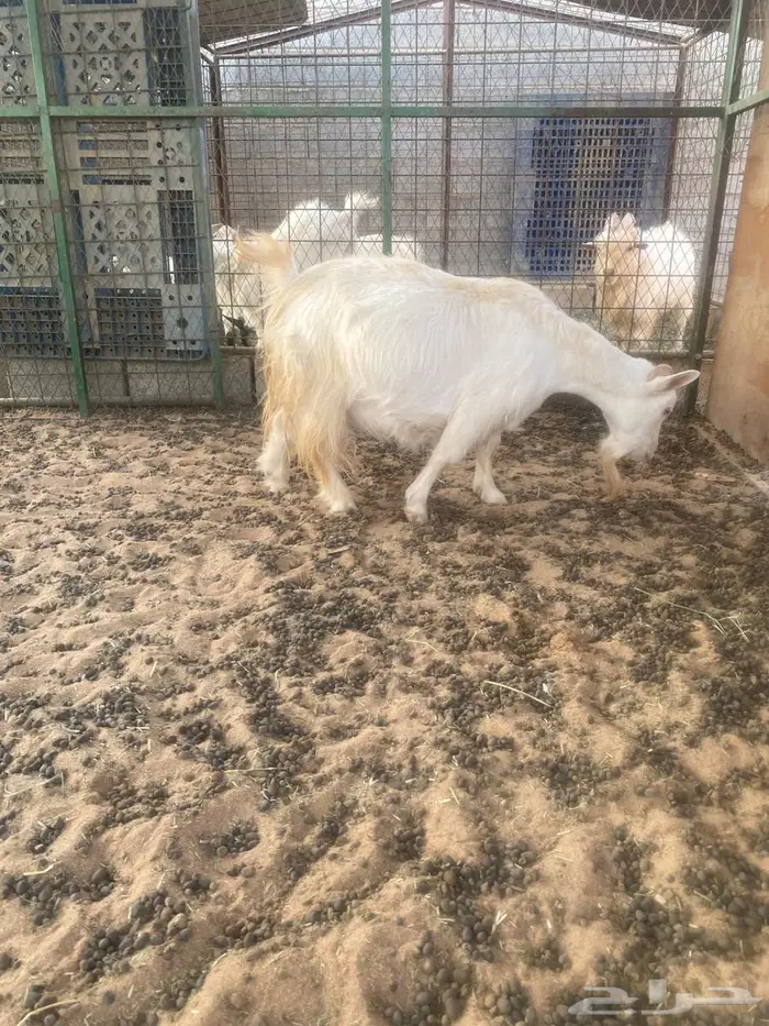 عنز قزميه طيب 3