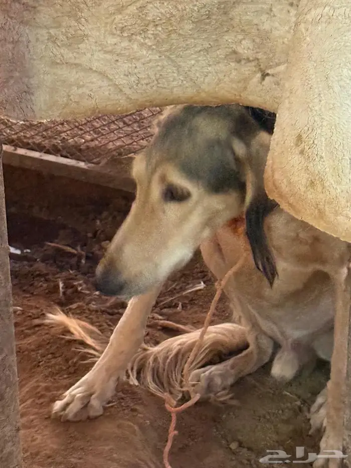 سلوقي عربي ذيخ كلب صيد مدرب 1