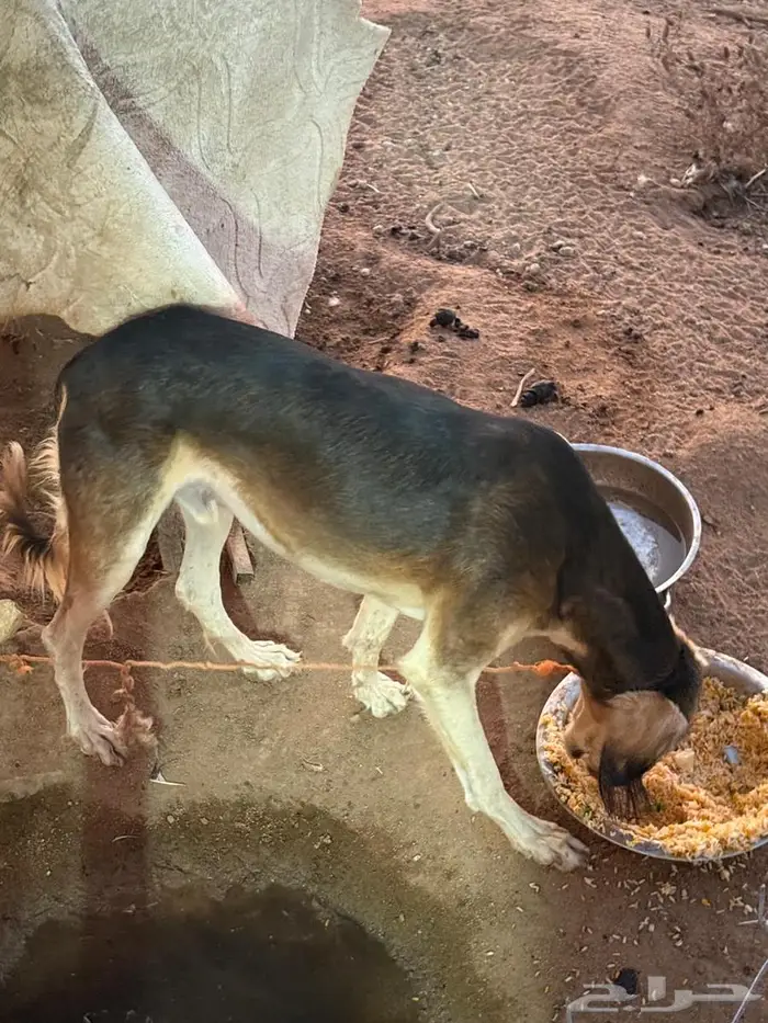 سلوقي عربي ذيخ كلب صيد مدرب 0