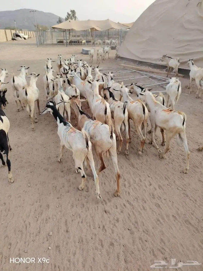 برابر و تيوس صومالية نقاوة فرصه ما بتتفوت 1