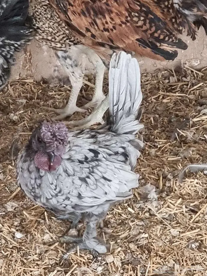 دجاج حباحب كويتي للبيع 5