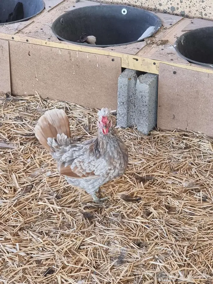 دجاج حباحب كويتي للبيع 1