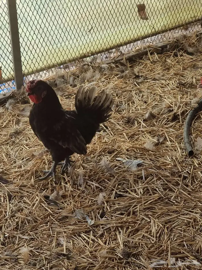 دجاج حباحب كويتي للبيع 2