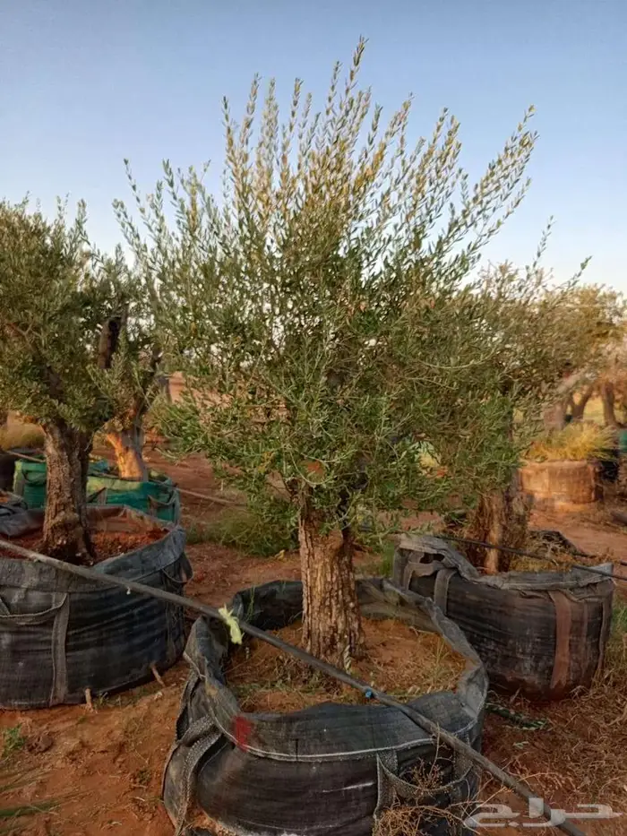 اشجار زيتون معمر 0