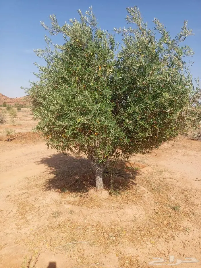 اشجار زيتون معمر 1