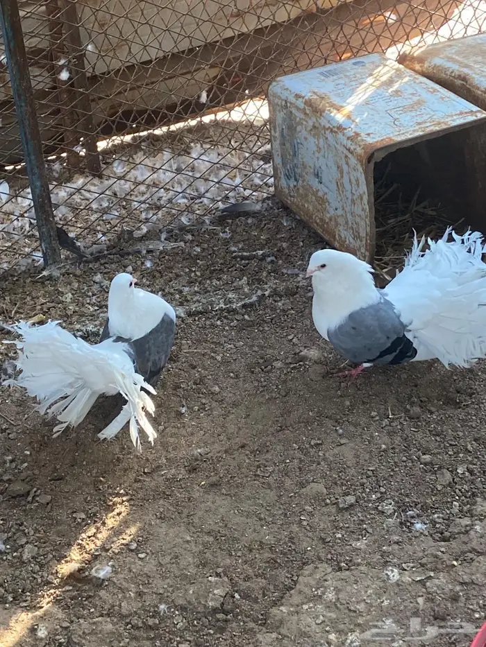 جوز منتج رقاص هولندي مكتف ماشاءالله 0