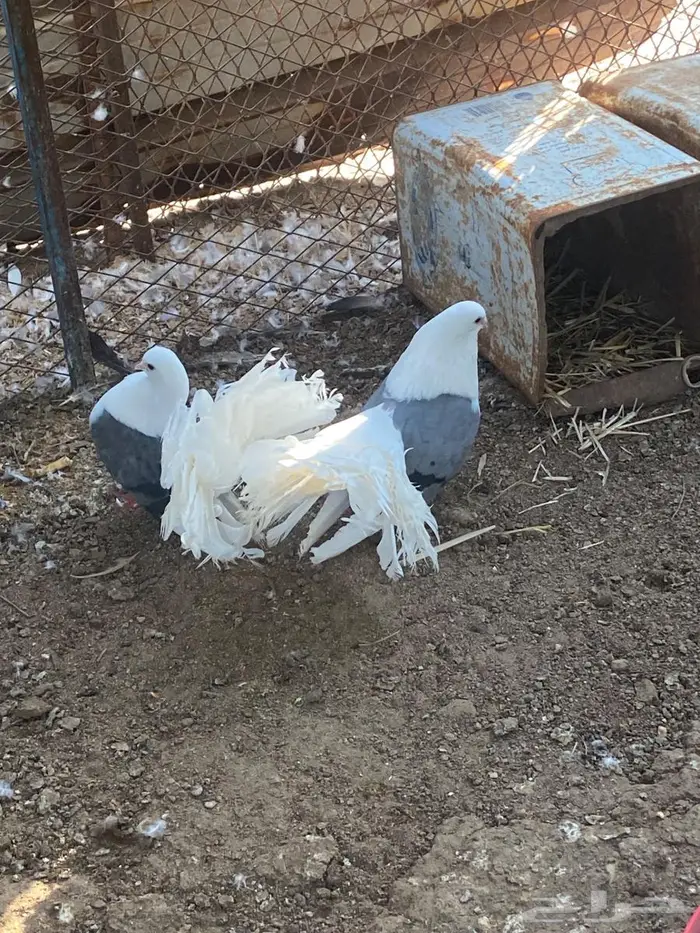 جوز منتج رقاص هولندي مكتف ماشاءالله 1